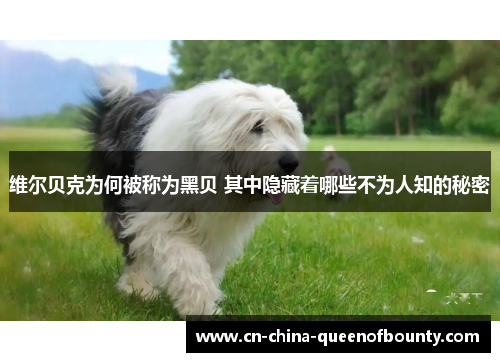 维尔贝克为何被称为黑贝 其中隐藏着哪些不为人知的秘密